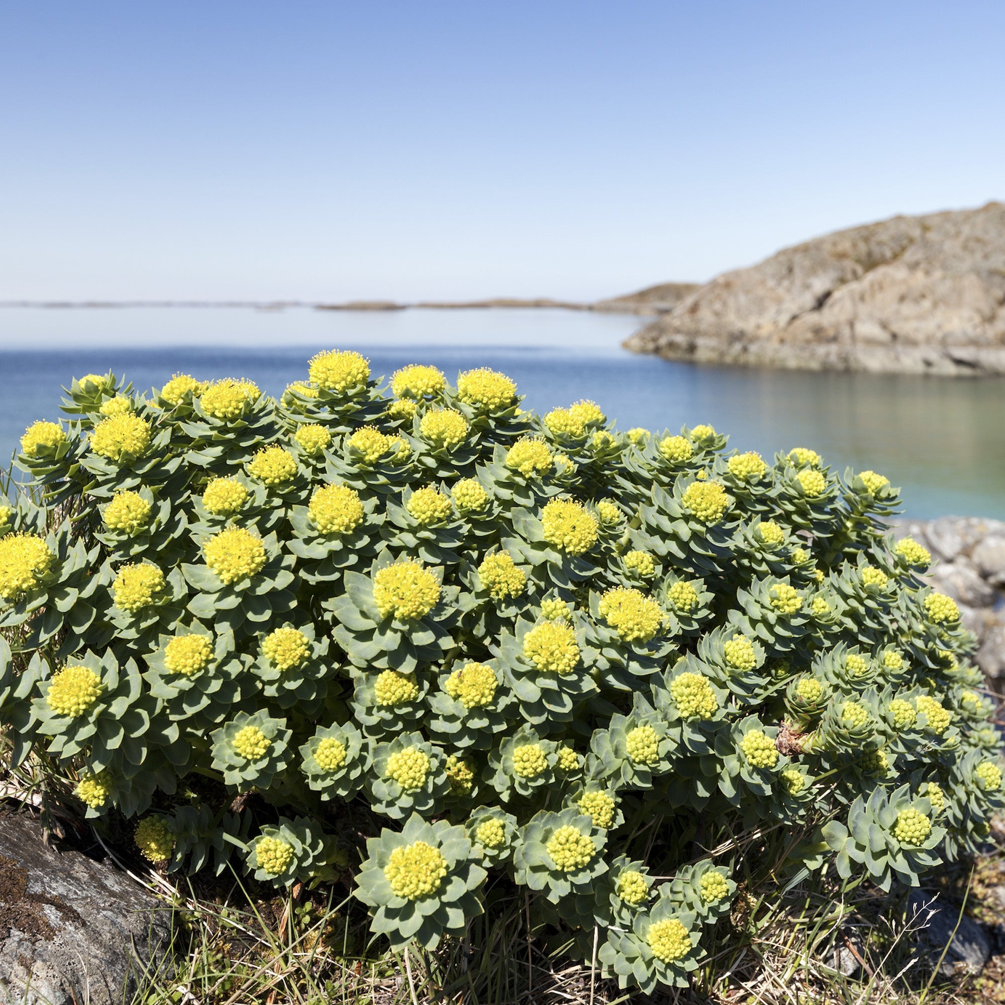 Rhodiola Rosea: The Ancient Adaptogen for Modern Resilience