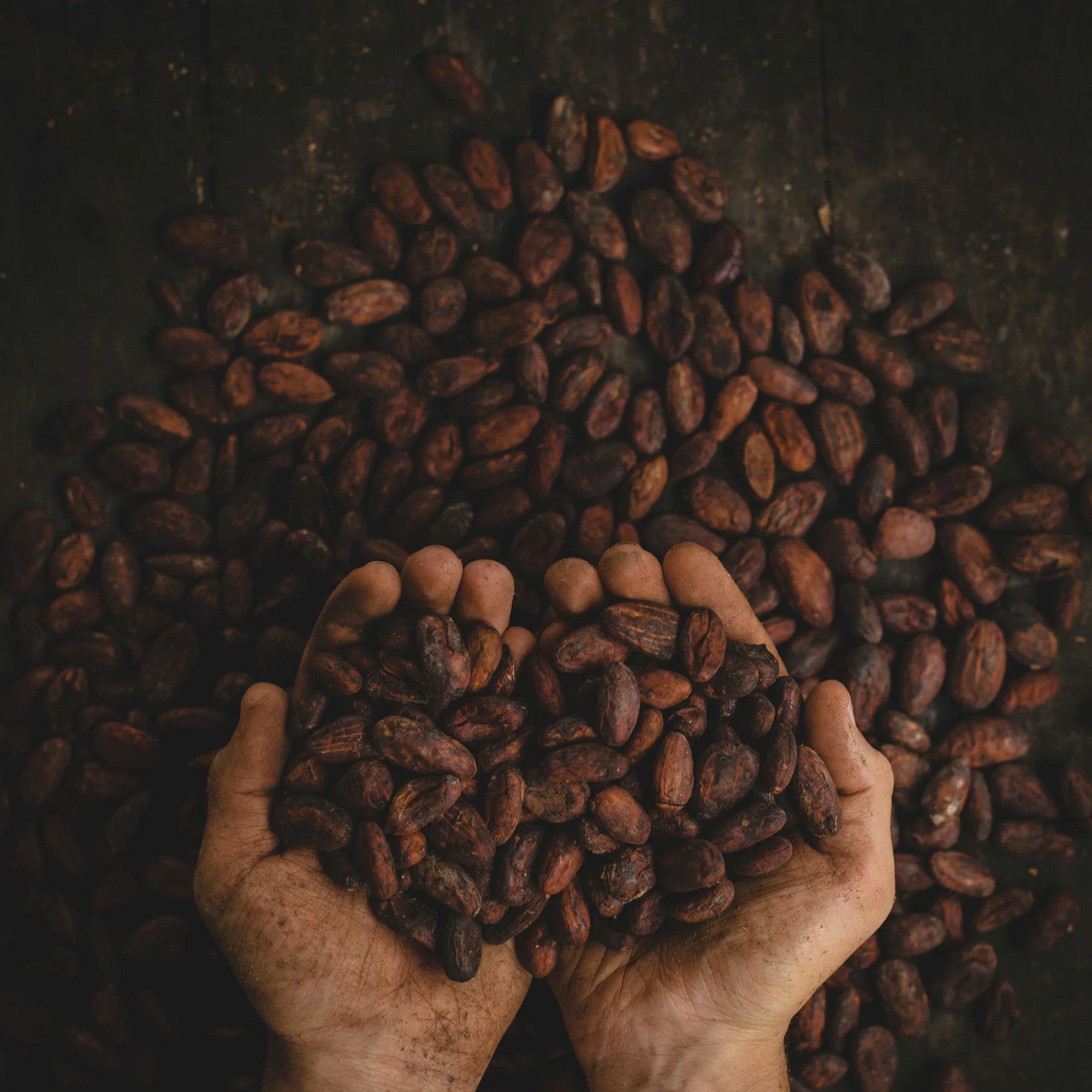 Unlocking Wellness: The Power of Cacao, Adaptogens, and Probiotics