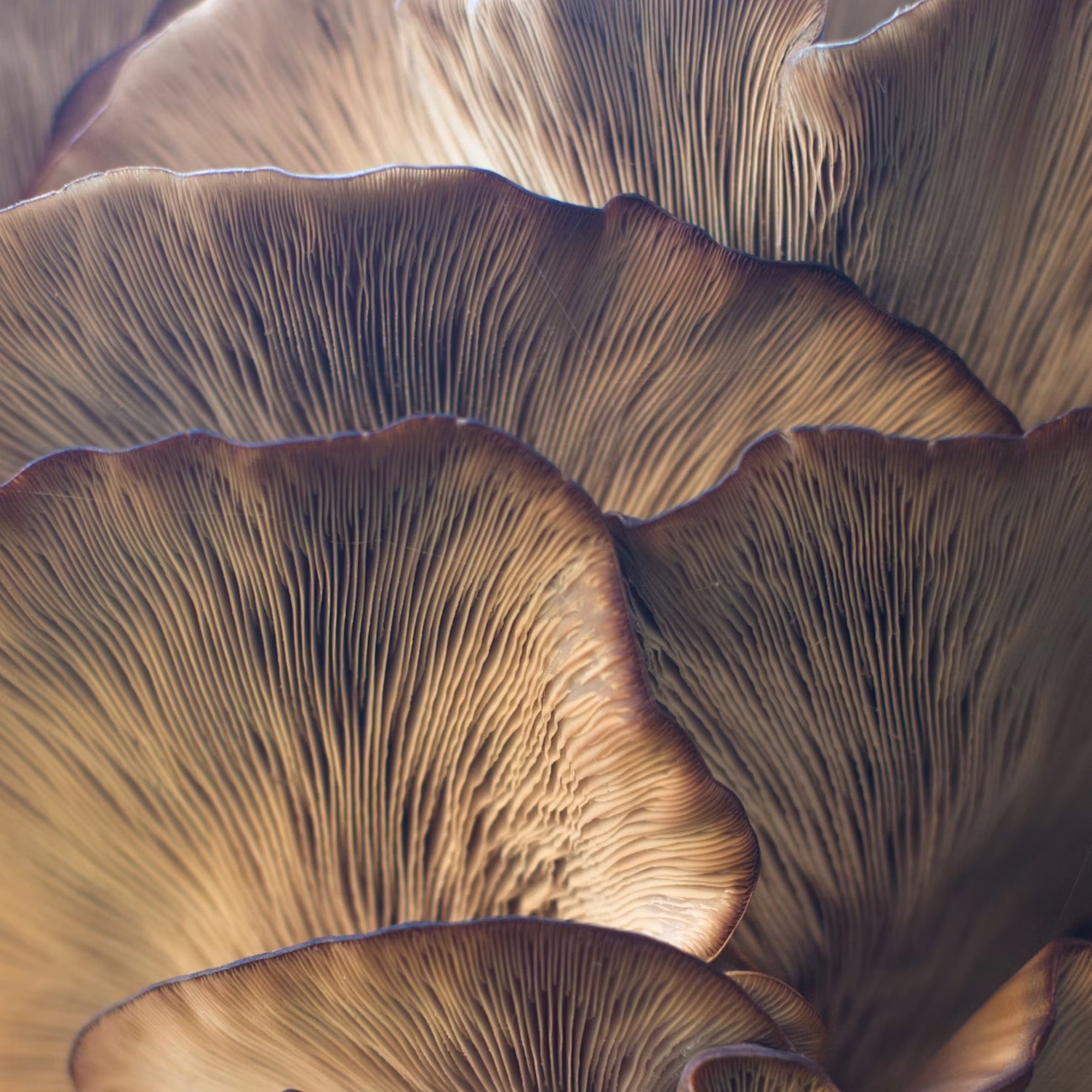 The Power of Functional Mushrooms: Chaga, Reishi, and Lion’s Mane for Holistic Well-being