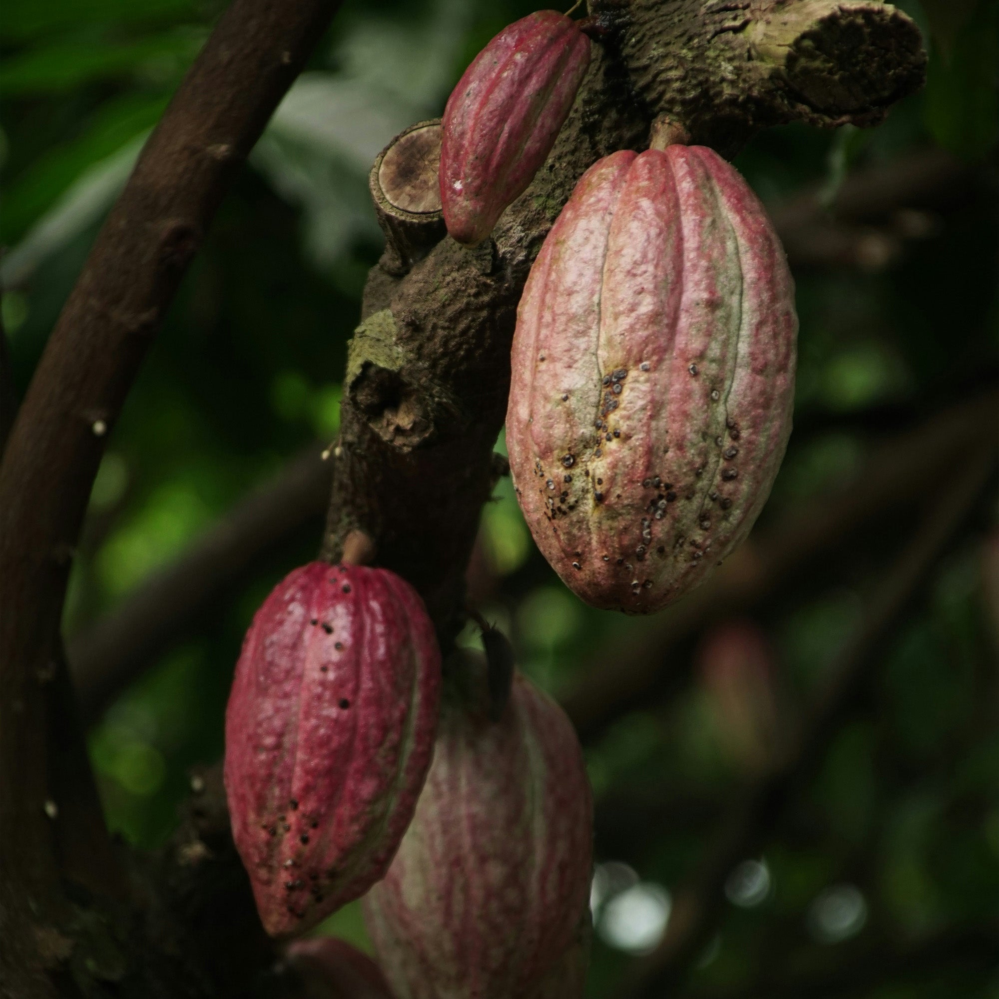 Beyond Stress: Unlocking Deeper Relaxation with Cacao and Gut Health